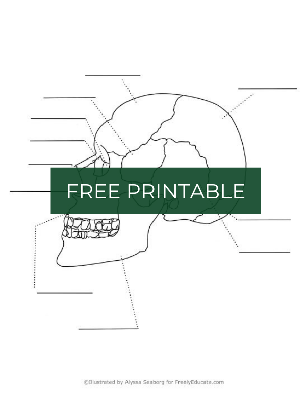 Skull Anatomy Bones In The Skull AnatomyStuff Worksheets Library