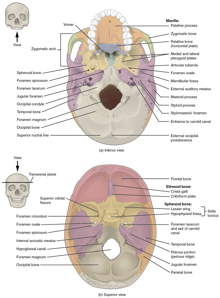 labeling a skeleton worksheet