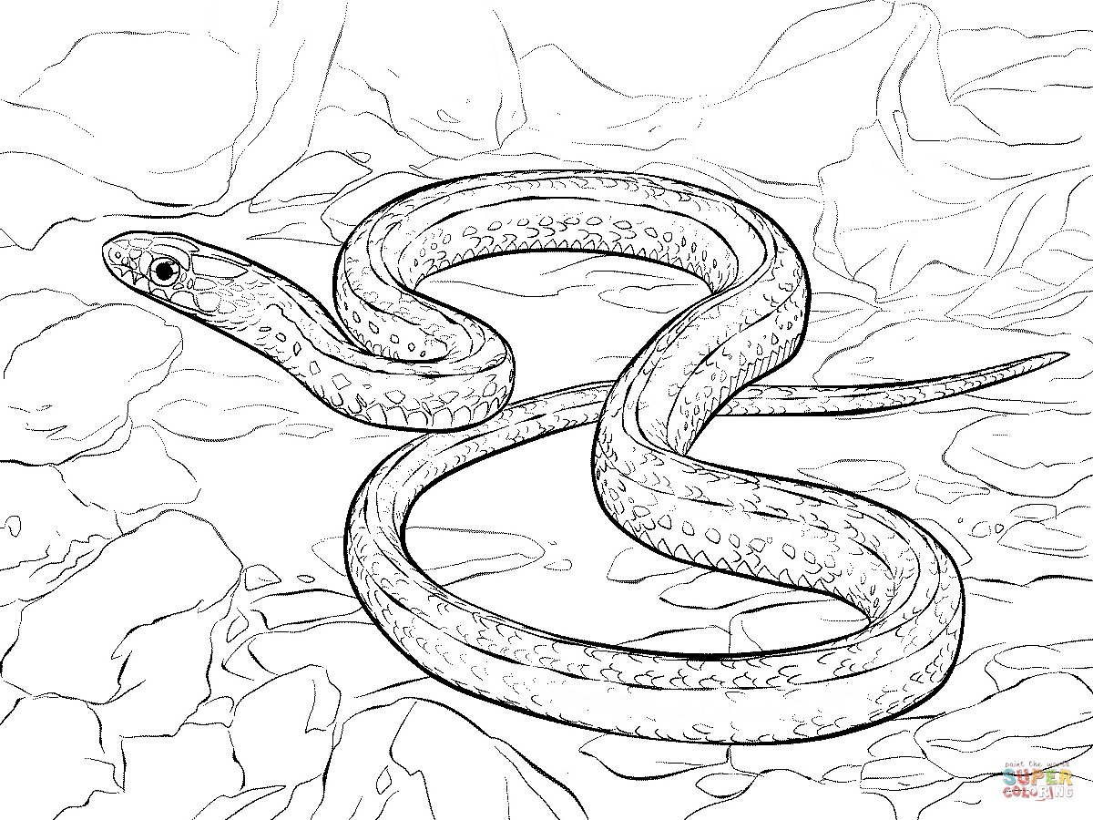 Snakes Coloring Pages