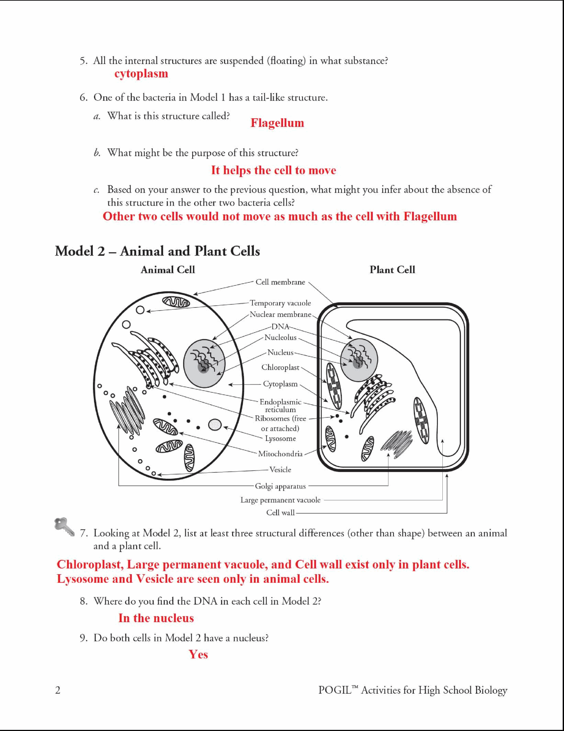SOLUTION 373158774 Prokaryotic And Eukaryotic Cells Studypool 