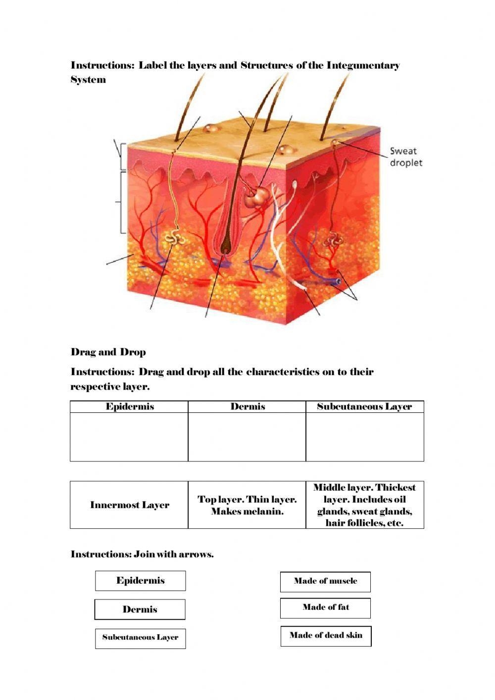 Solved Anatomy Physiology Integumentary System Worksheet