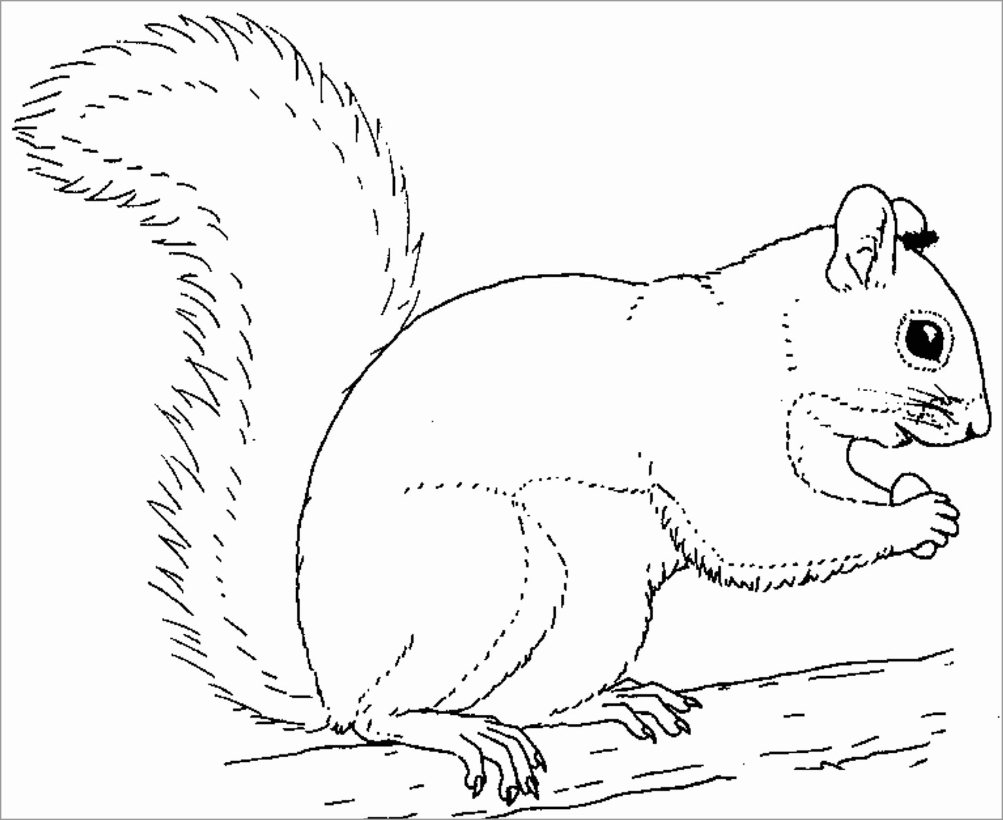 Squirrel Coloring Pages ColoringBay