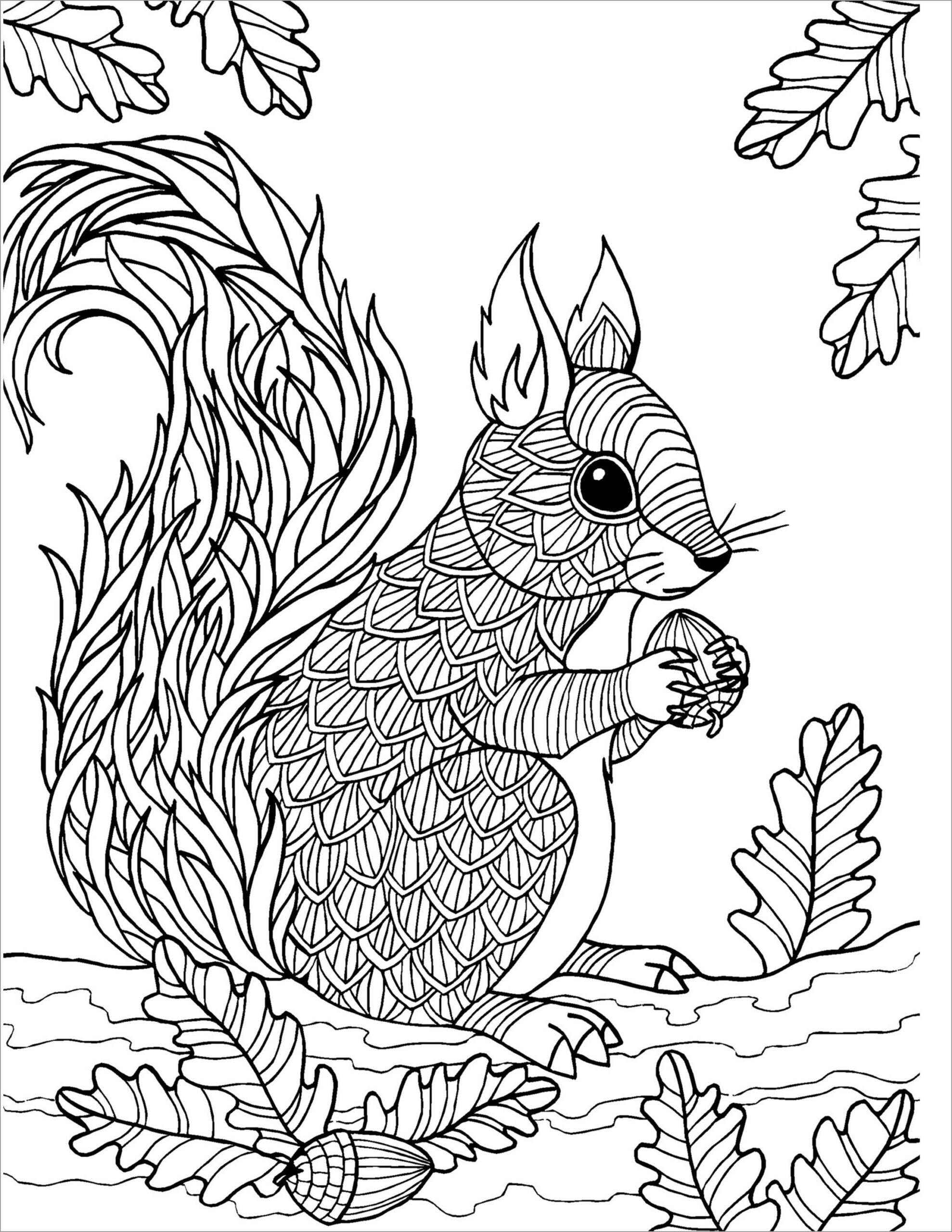 Coloring Pages Of A Squirrel