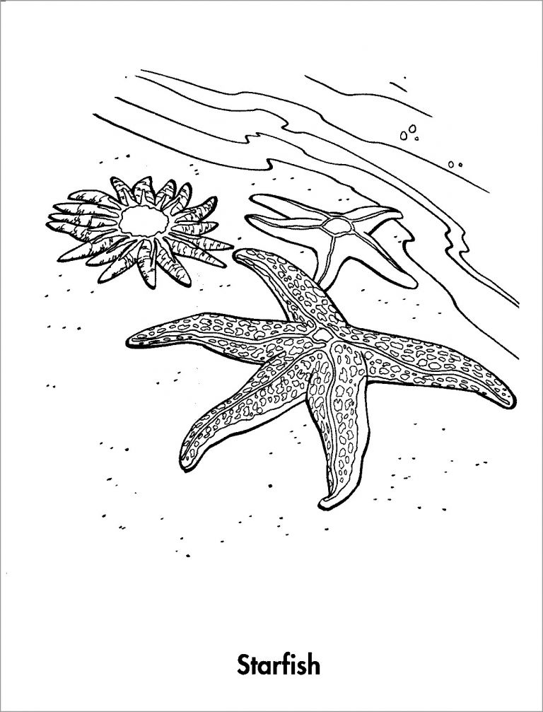 Starfish Coloring Pages ColoringBay