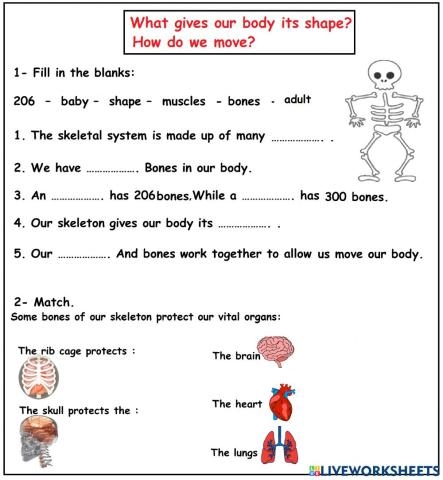 muscle worksheet