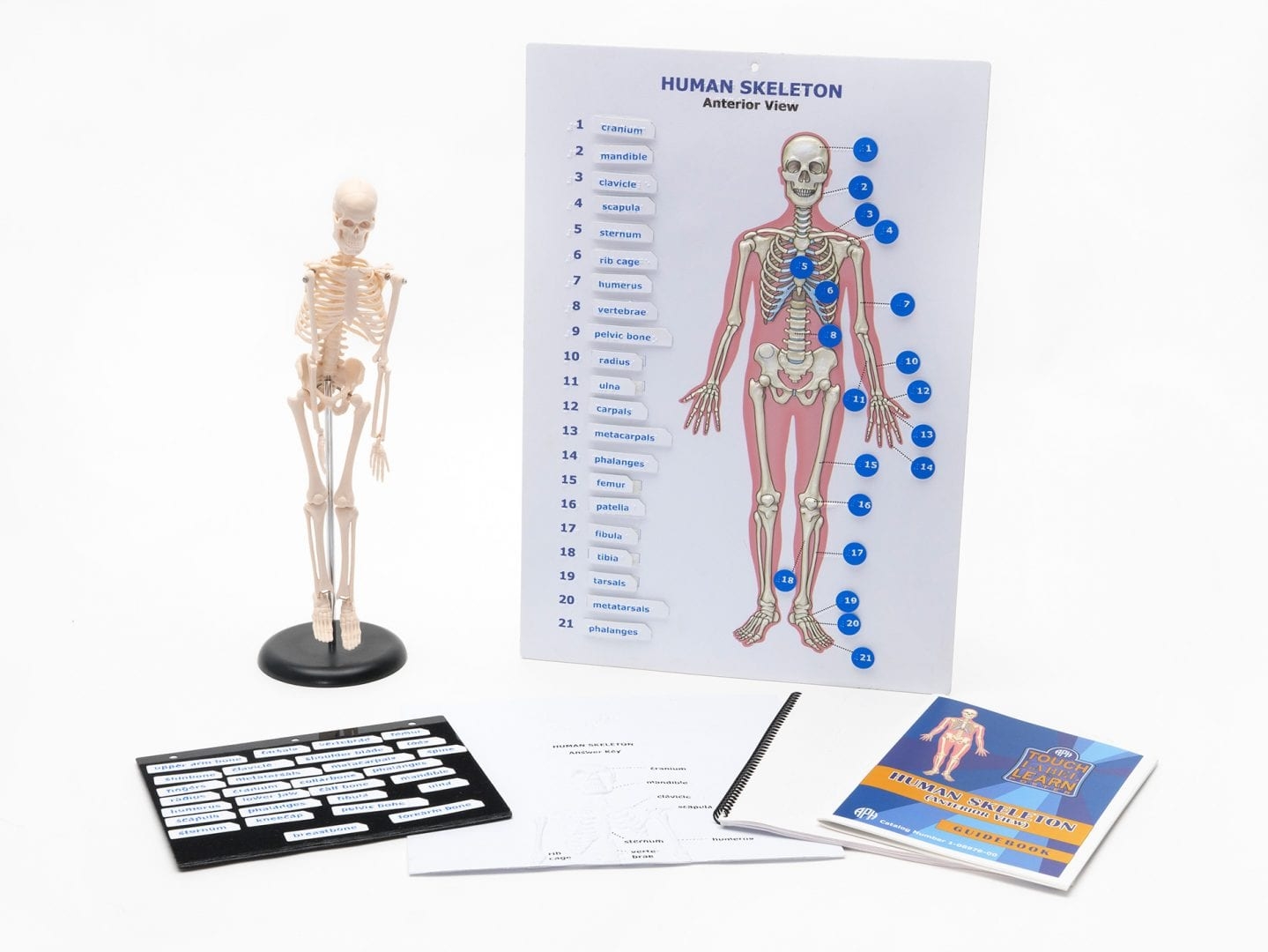 Touch Label And Learn Poster Human Skeleton Anterior View