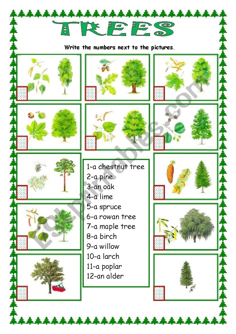 Trees ESL Worksheet By Monika 79