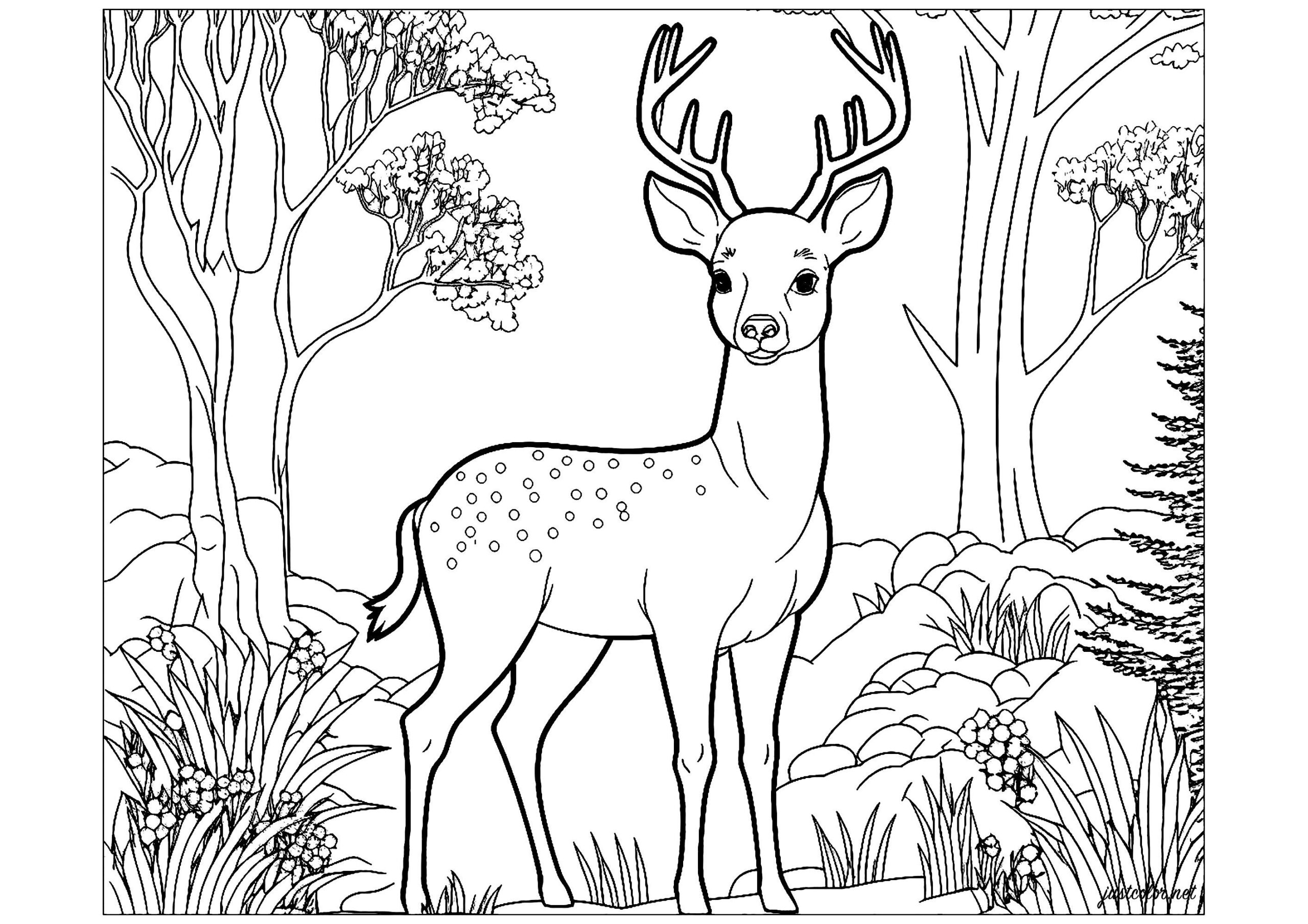 free coloring pages of deer