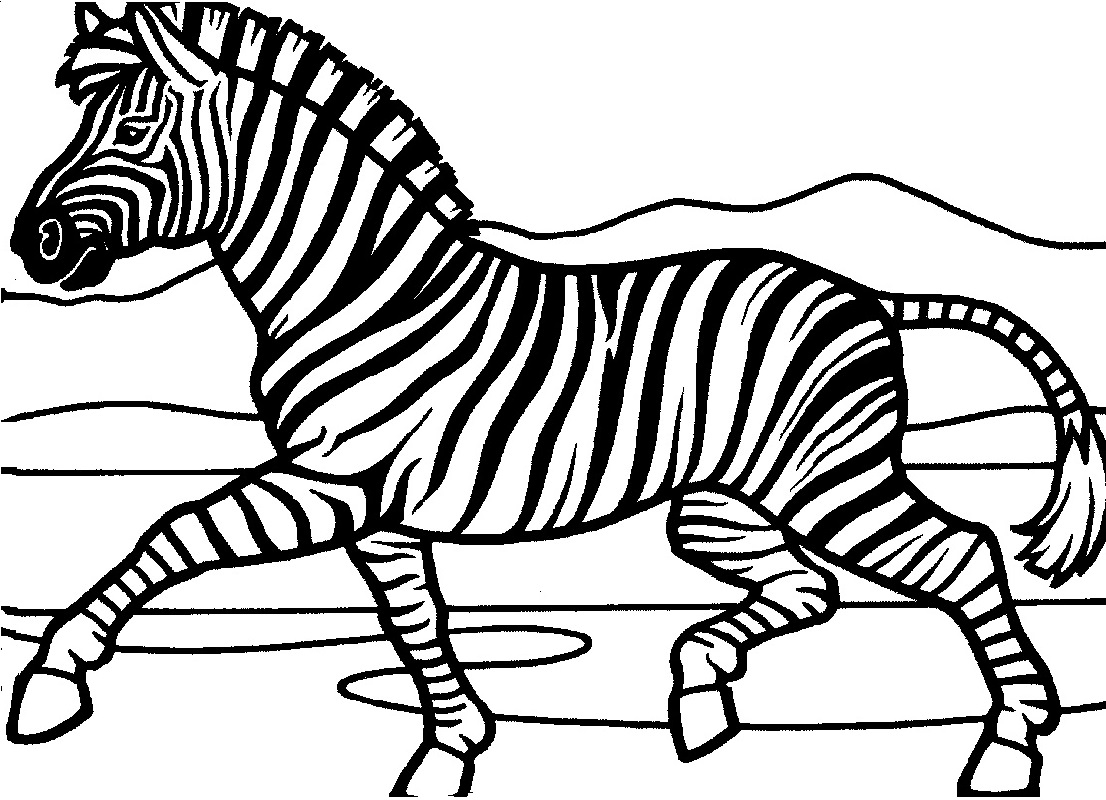 Zebra Coloring Pages Educative Printable